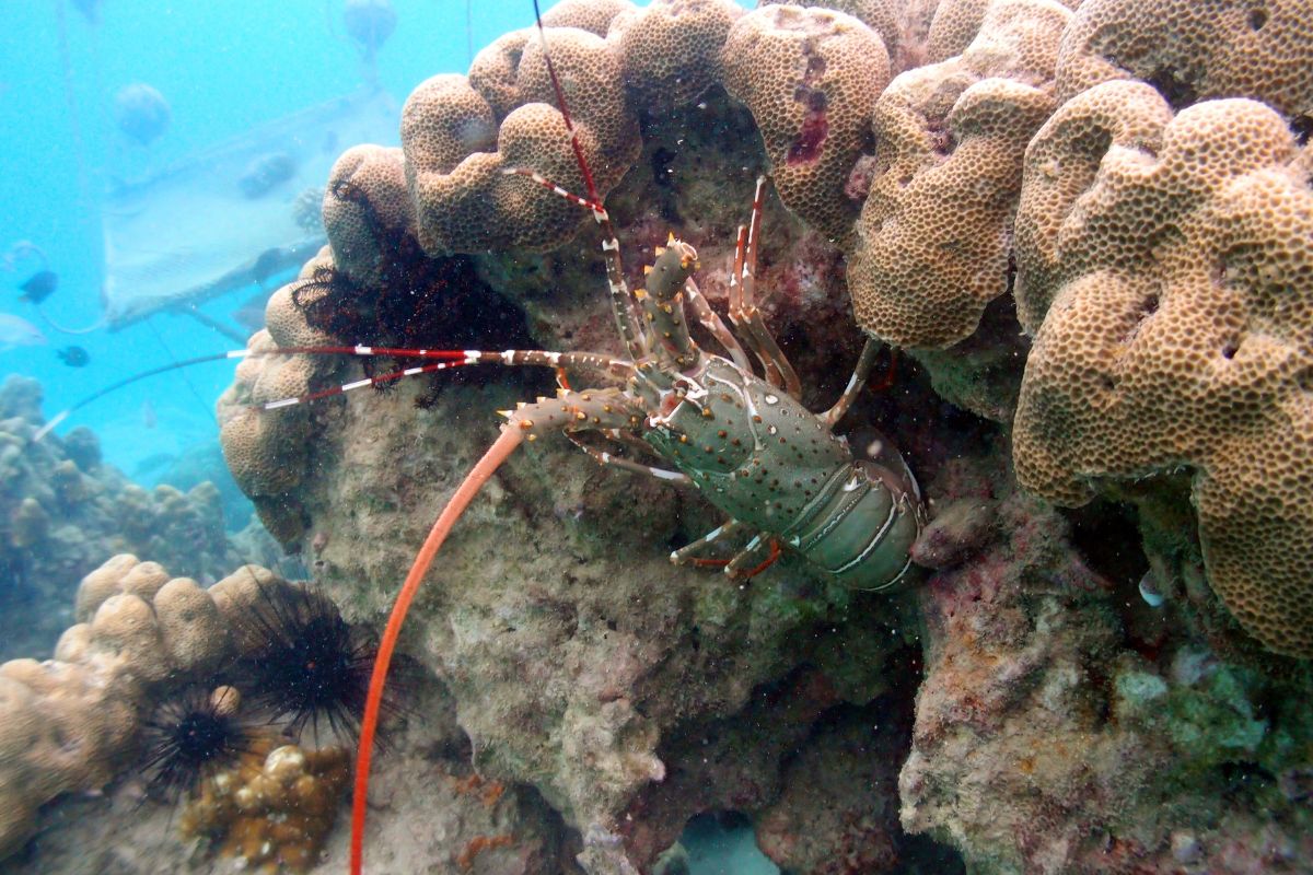 lobster in the ocean